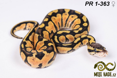 hadi na prodej, mládě, český chov hadů, odchov hadů, mojihadi.cz, Python regius, ballpython, krajta královská, Pastel, poss het Orange Ghost